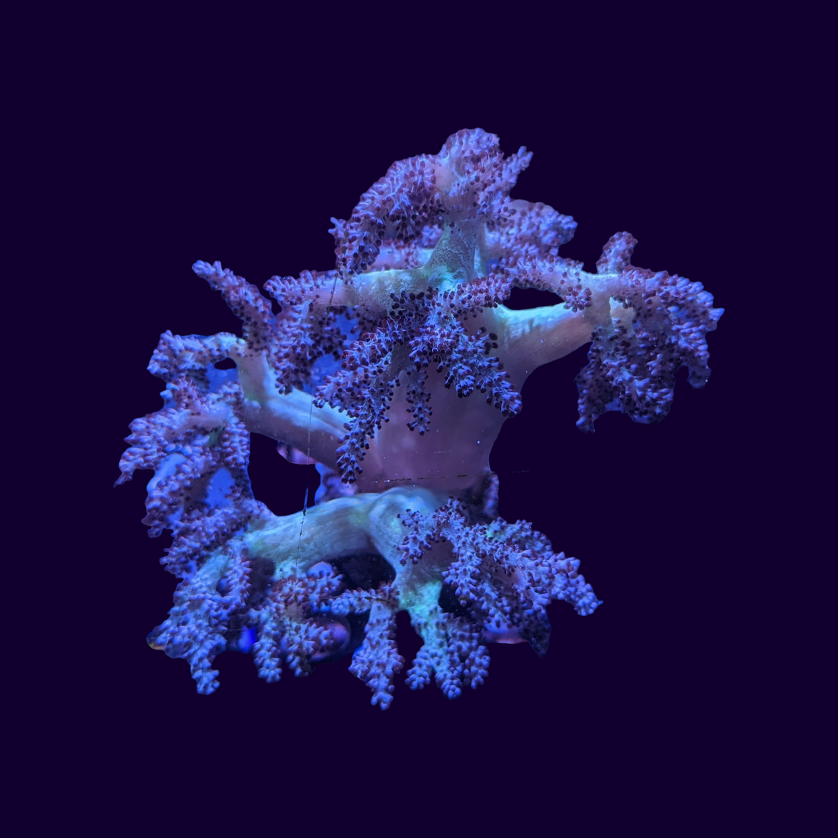 Sinularia Notanda Finger Leather Tree Colony