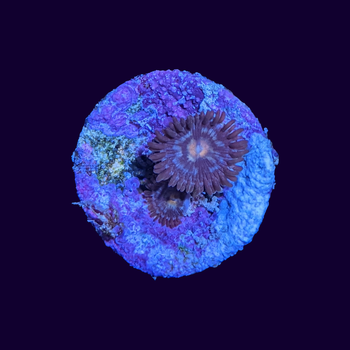 Zoa Frag