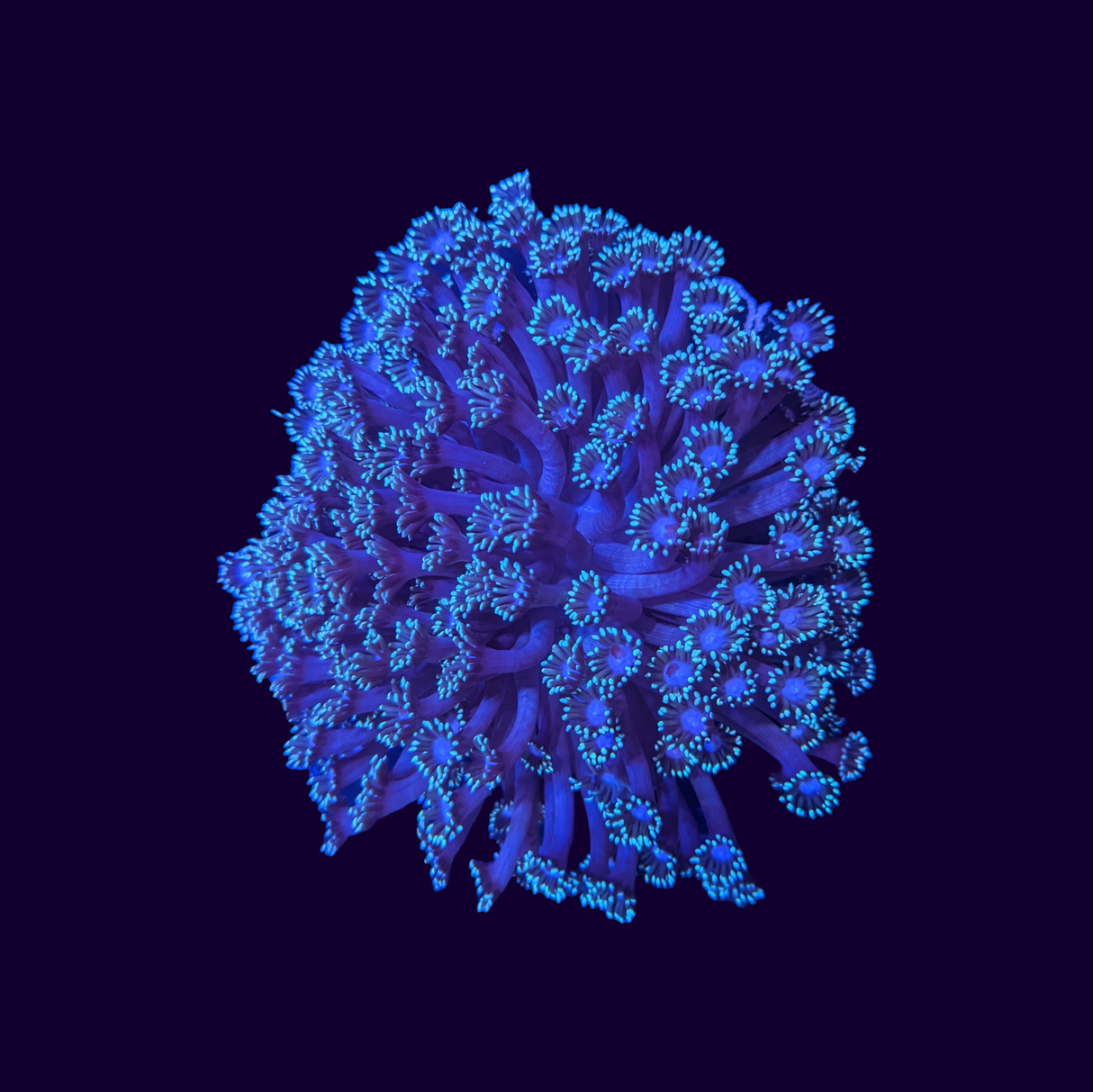 Blue Goniopora Colony