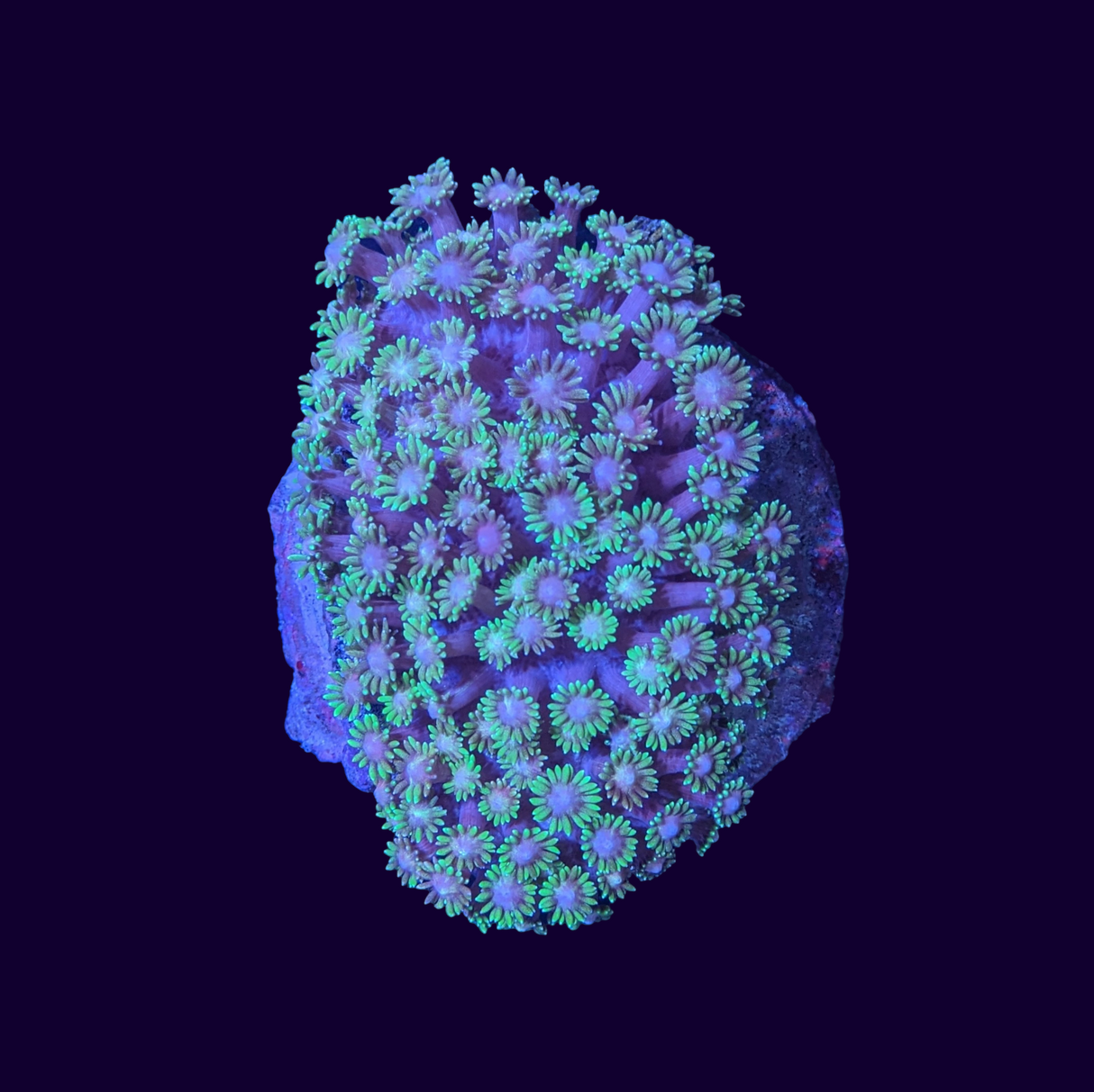 Pink/Green Goniopora Colony