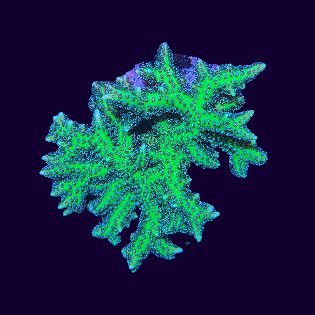 Neon Green Hystrix Seriatopora (birds nest) - Medium