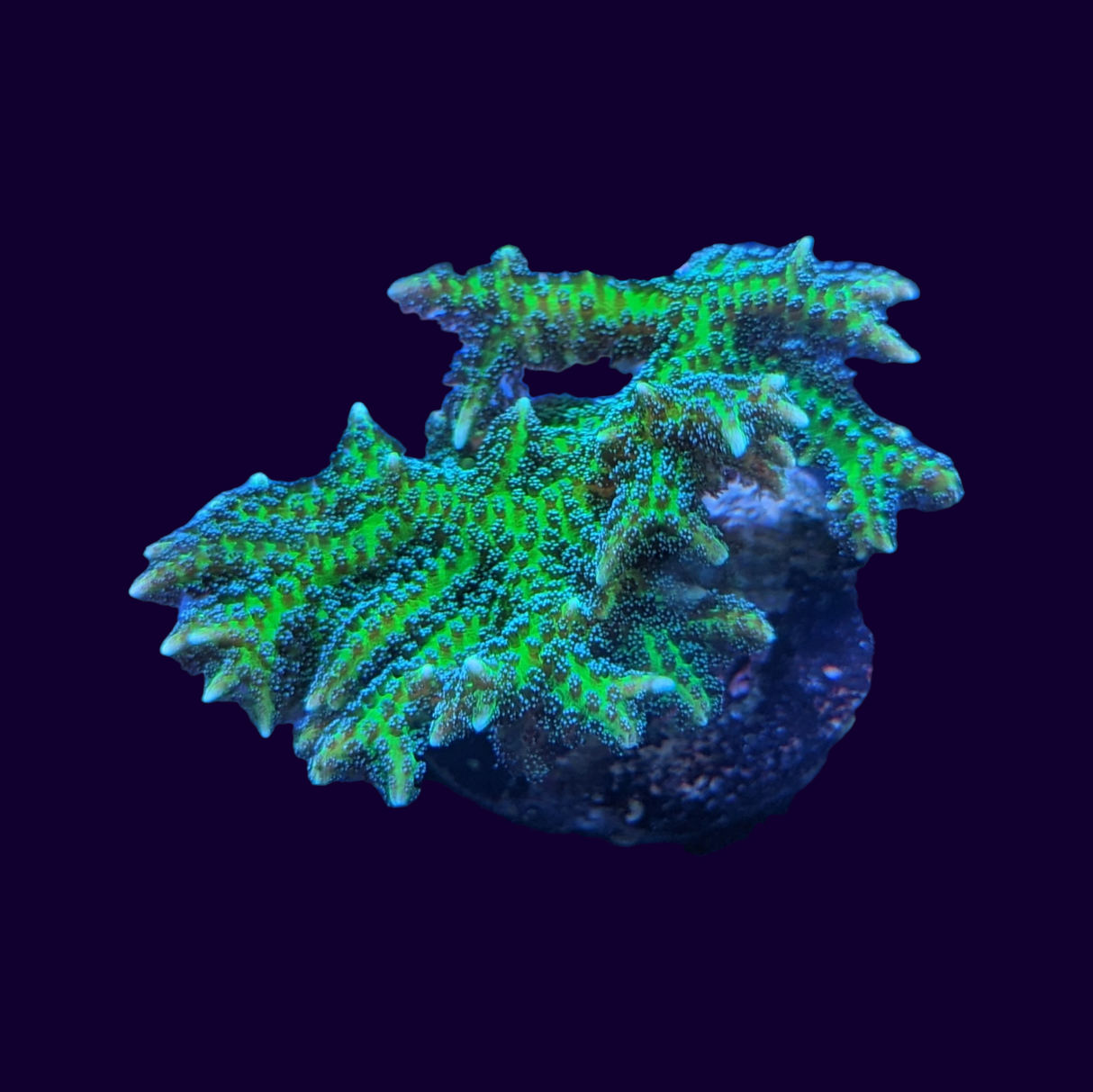 Neon Green Hystrix Seriatopora (birds nest) - Medium