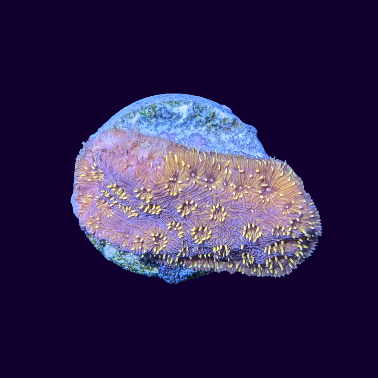 Orange Pavona Maldivensis Coral