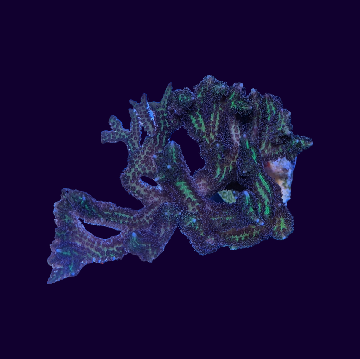 Lime Berry Hystrix Seriatopora (birds nest)