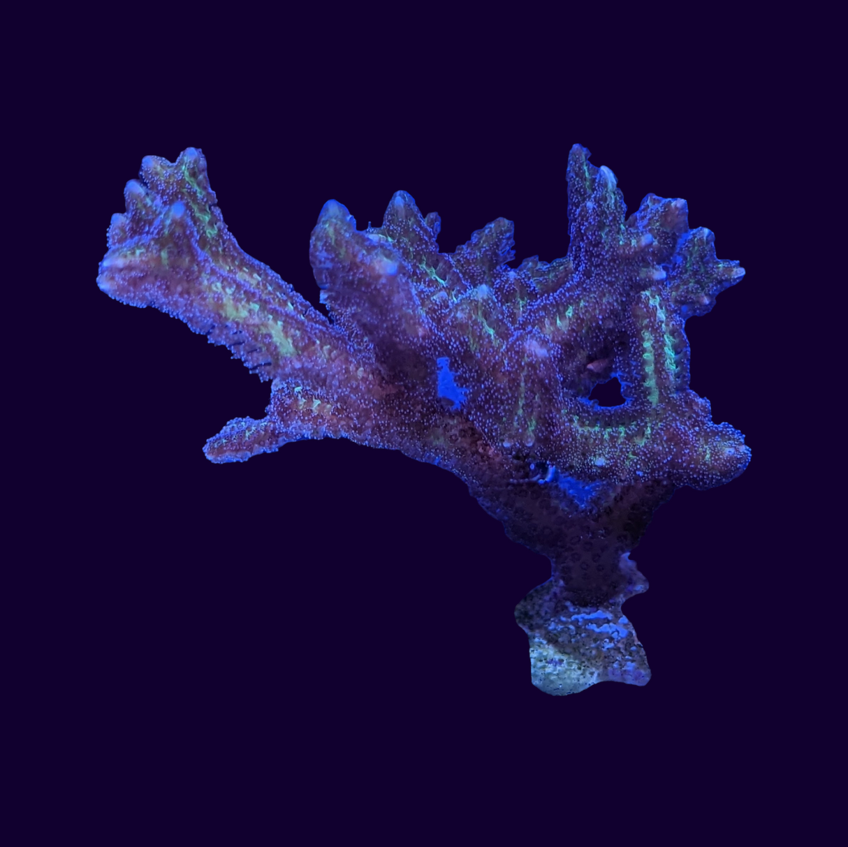 Lime Berry Hystrix Seriatopora (birds nest)