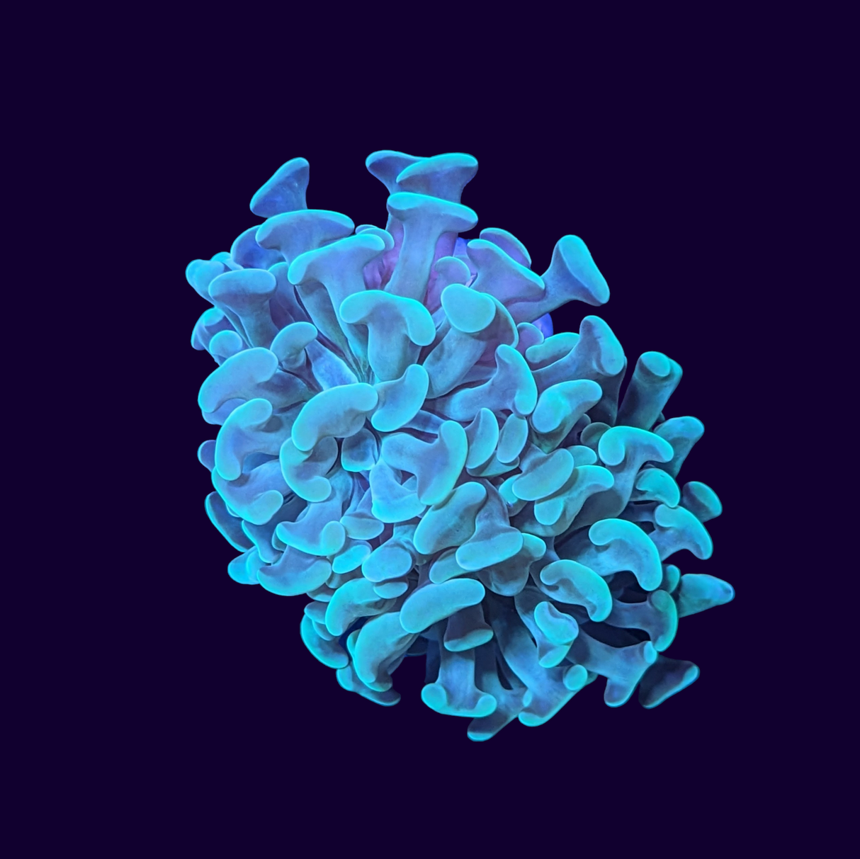 Double Head Green Hammer Frag