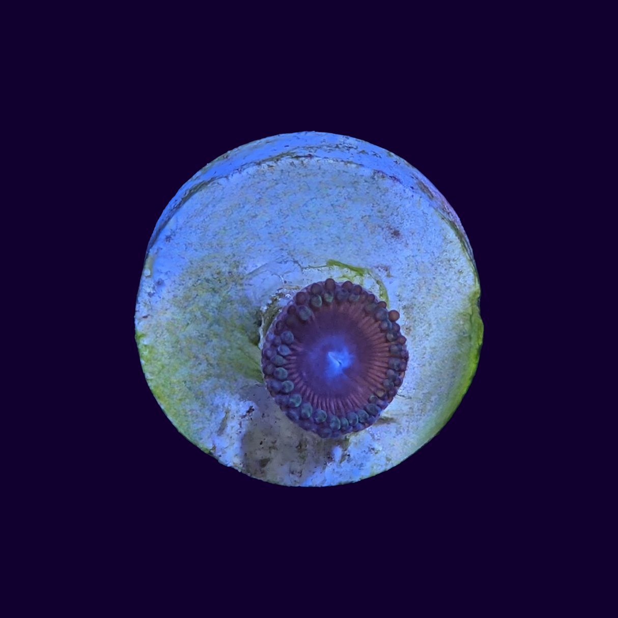 Zoa Frag