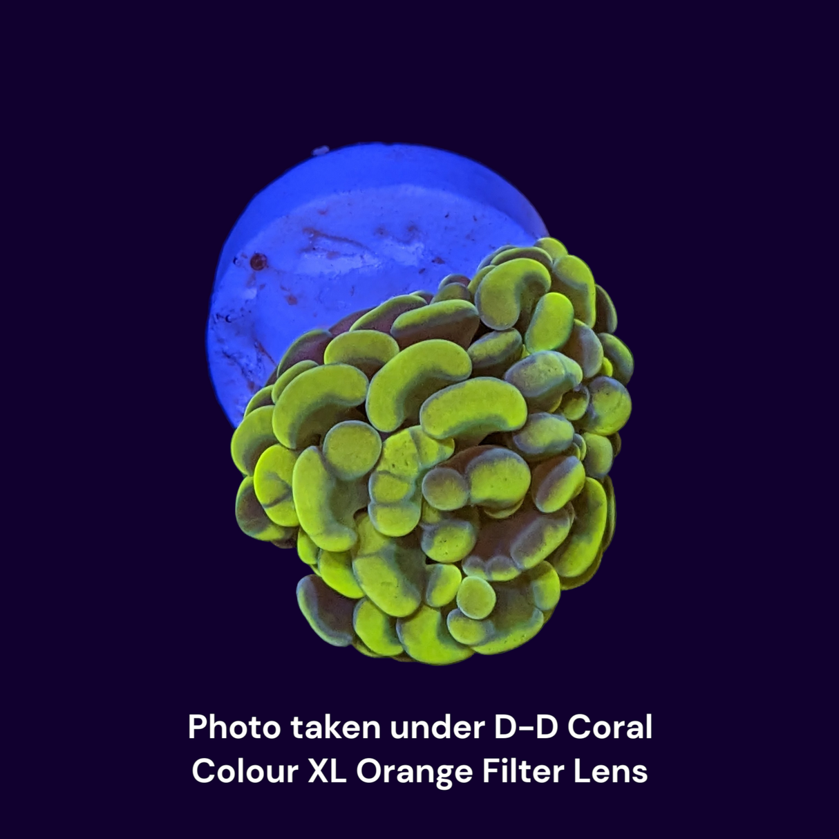 Hammer Gold - 3 Heads