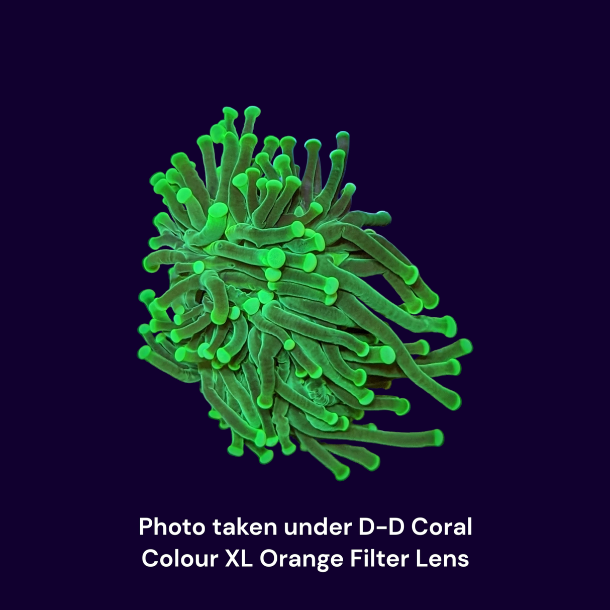 Holy Grail Torch Frag - Single