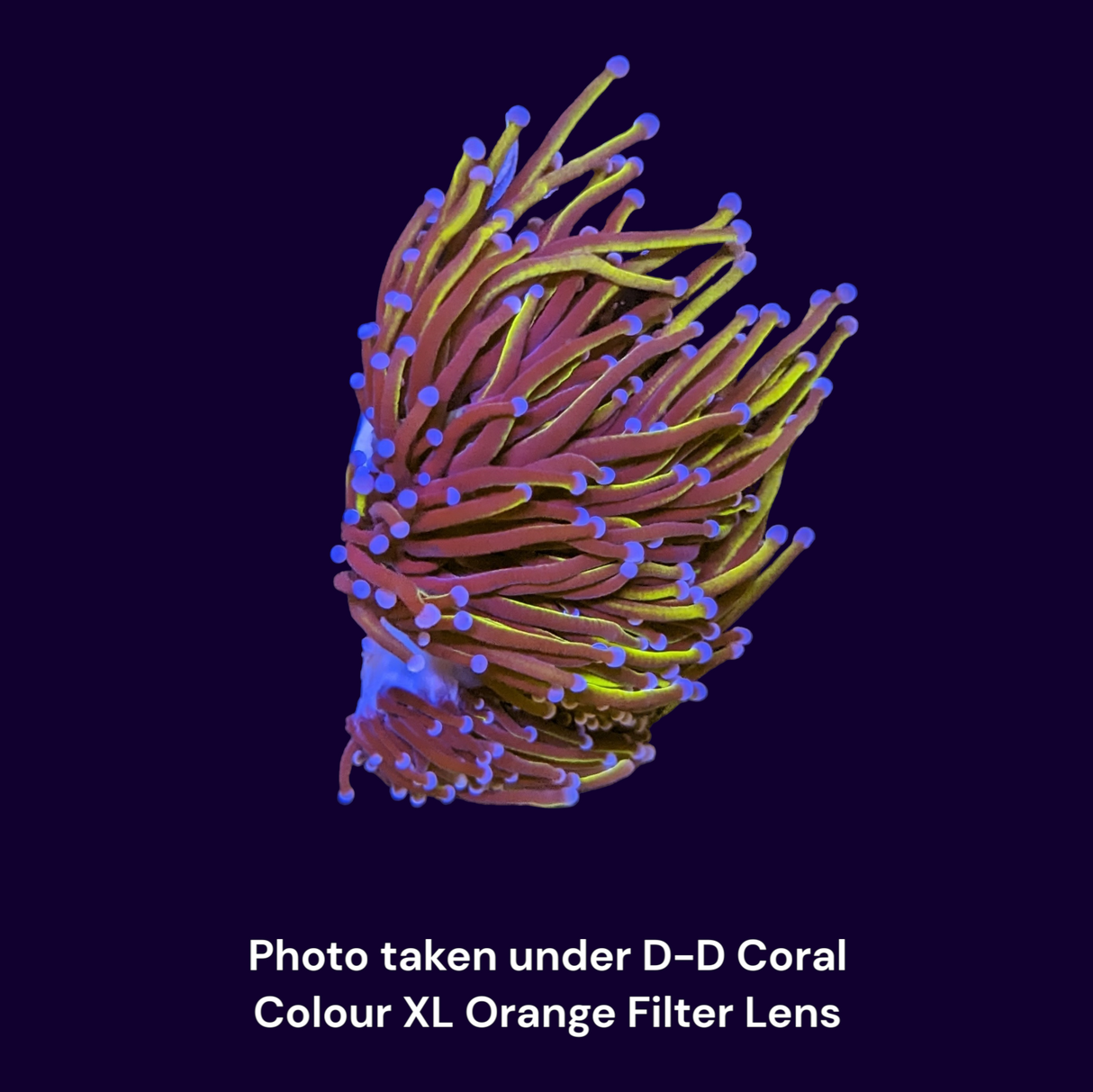 24k Gold Torch Frag - Large