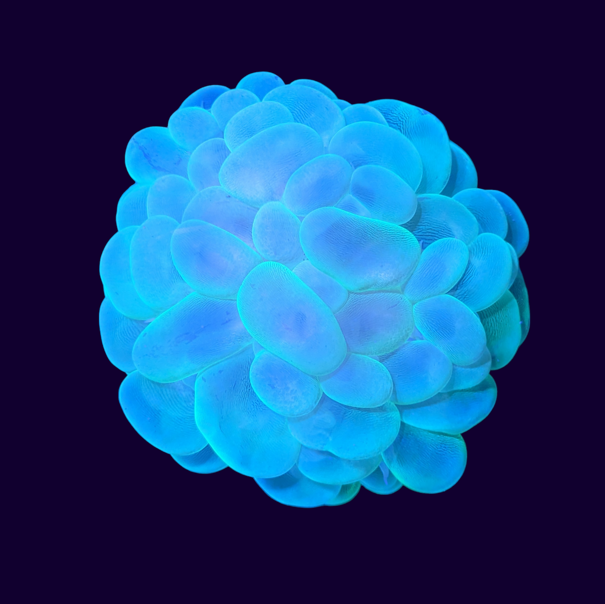 Bubble Coral - Medium (Collection Only)