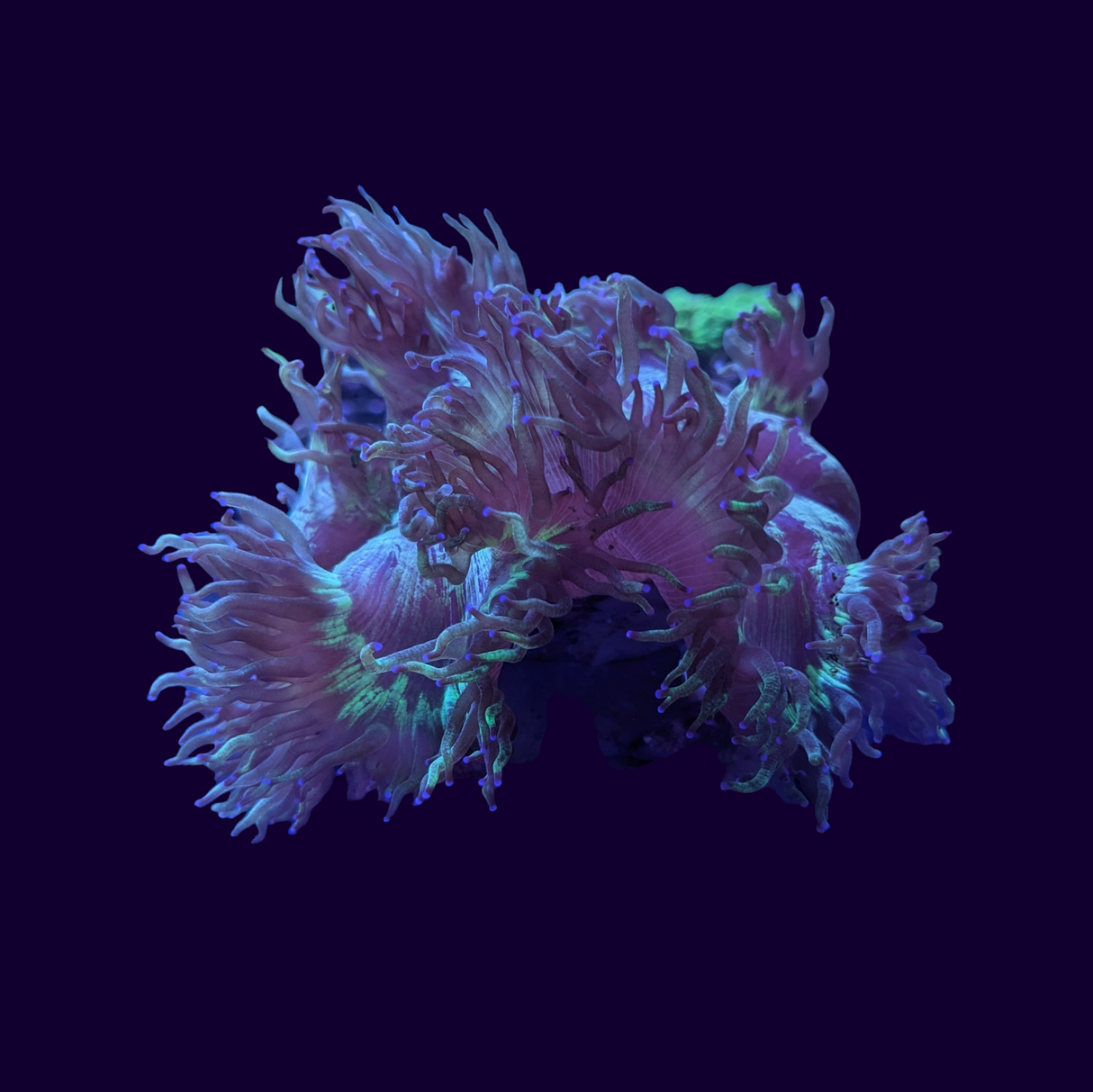 Elegance Coral - Medium (Collection Only)