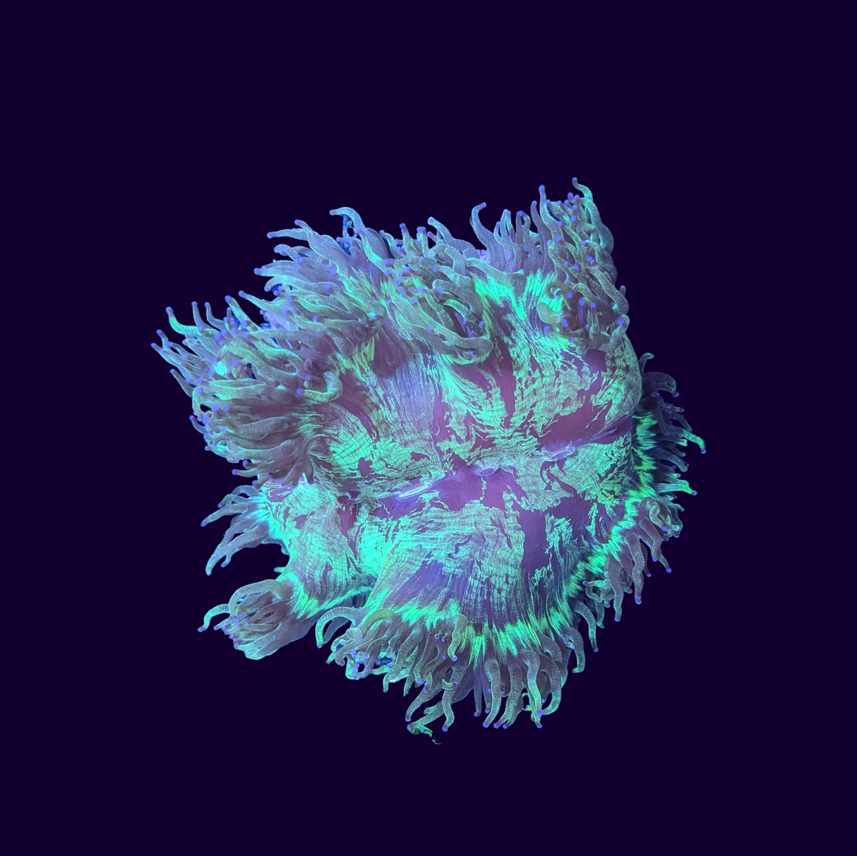 Elegance Coral - Medium (Collection Only)