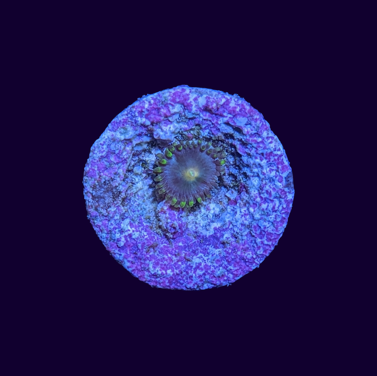 Zoa Frag