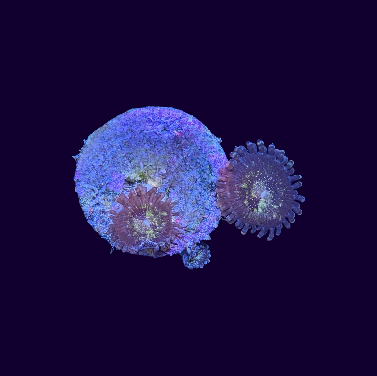 Reverse Space Monster Zoa Frag