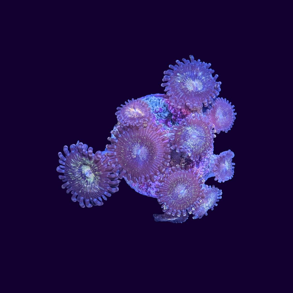Reverse Space Monster Zoa Frag