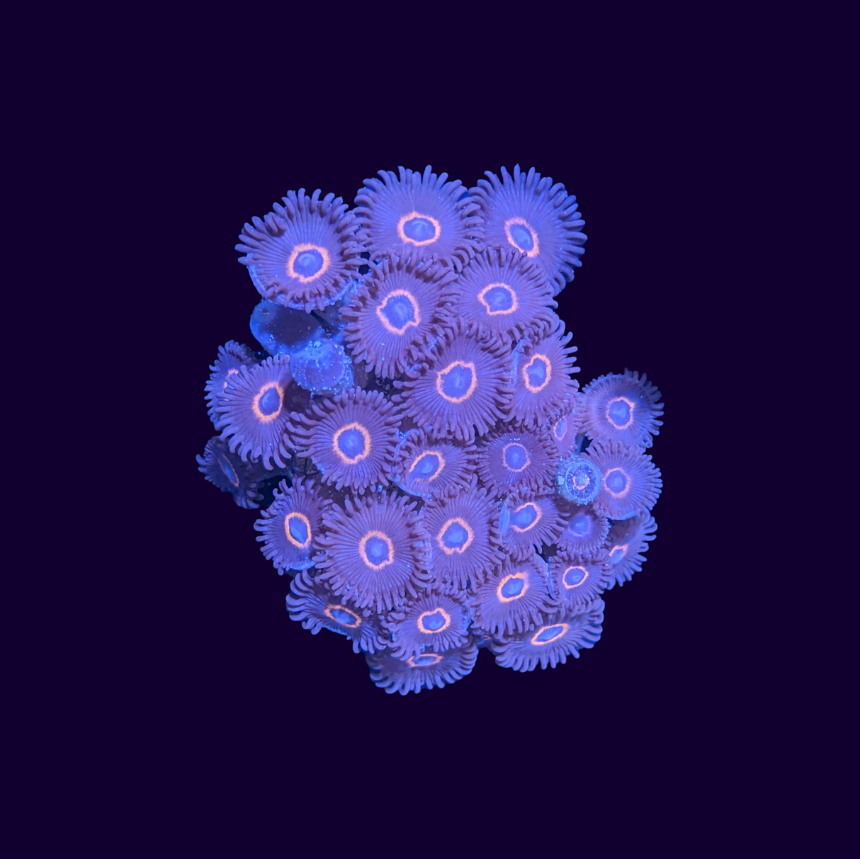 Bullseye Zoa Frag