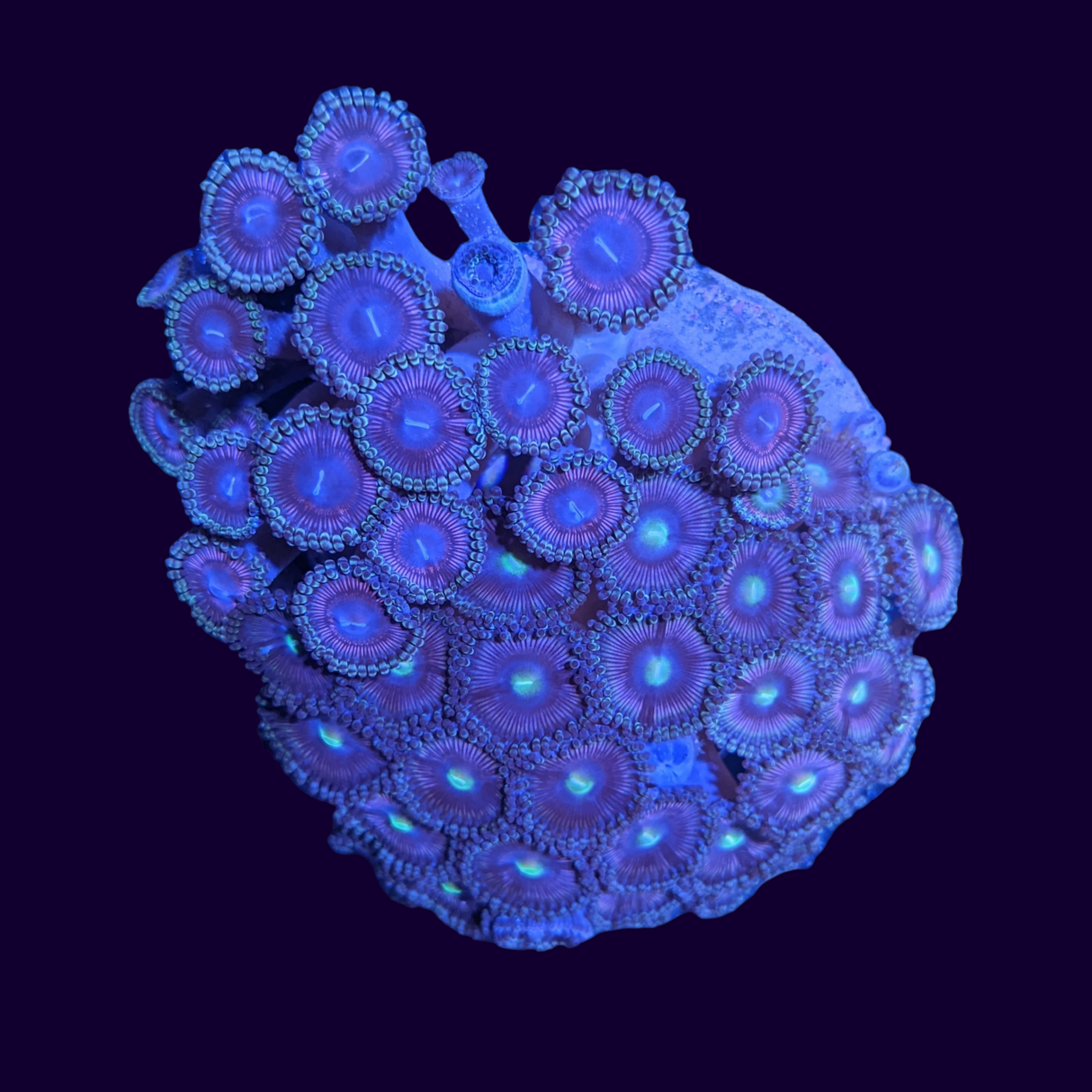 Zoa Colony - Collection Only