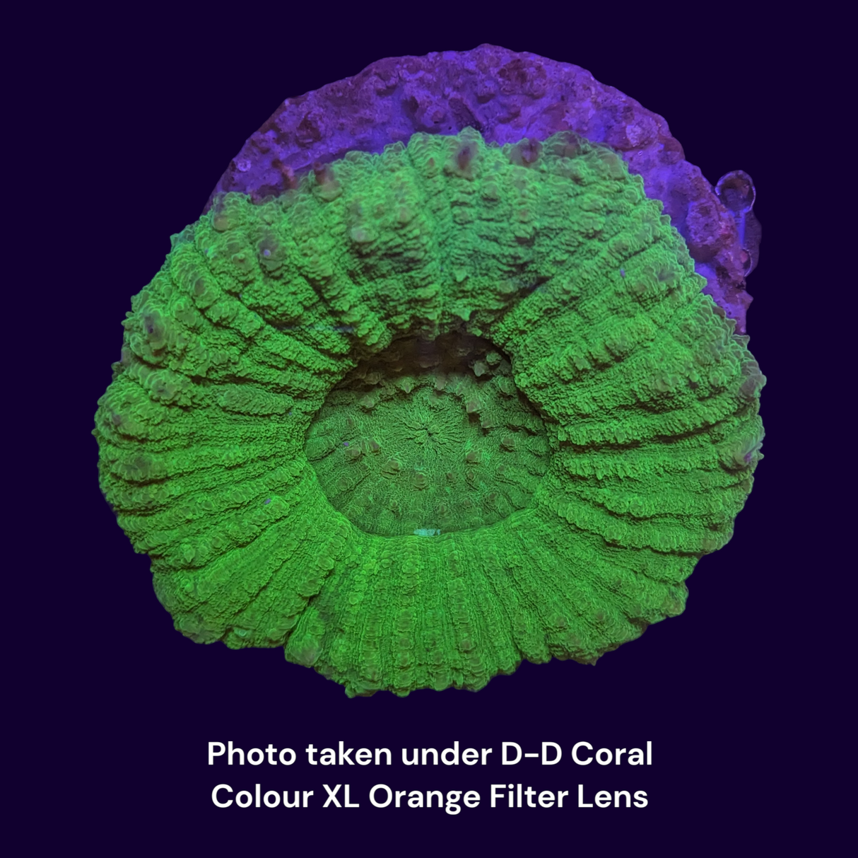 Green Lobophyllia Colony (Collection Only)