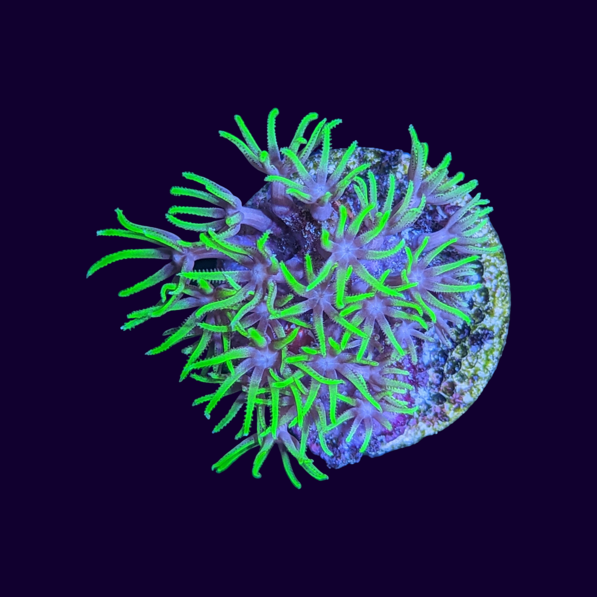Neon Green Star Polyps