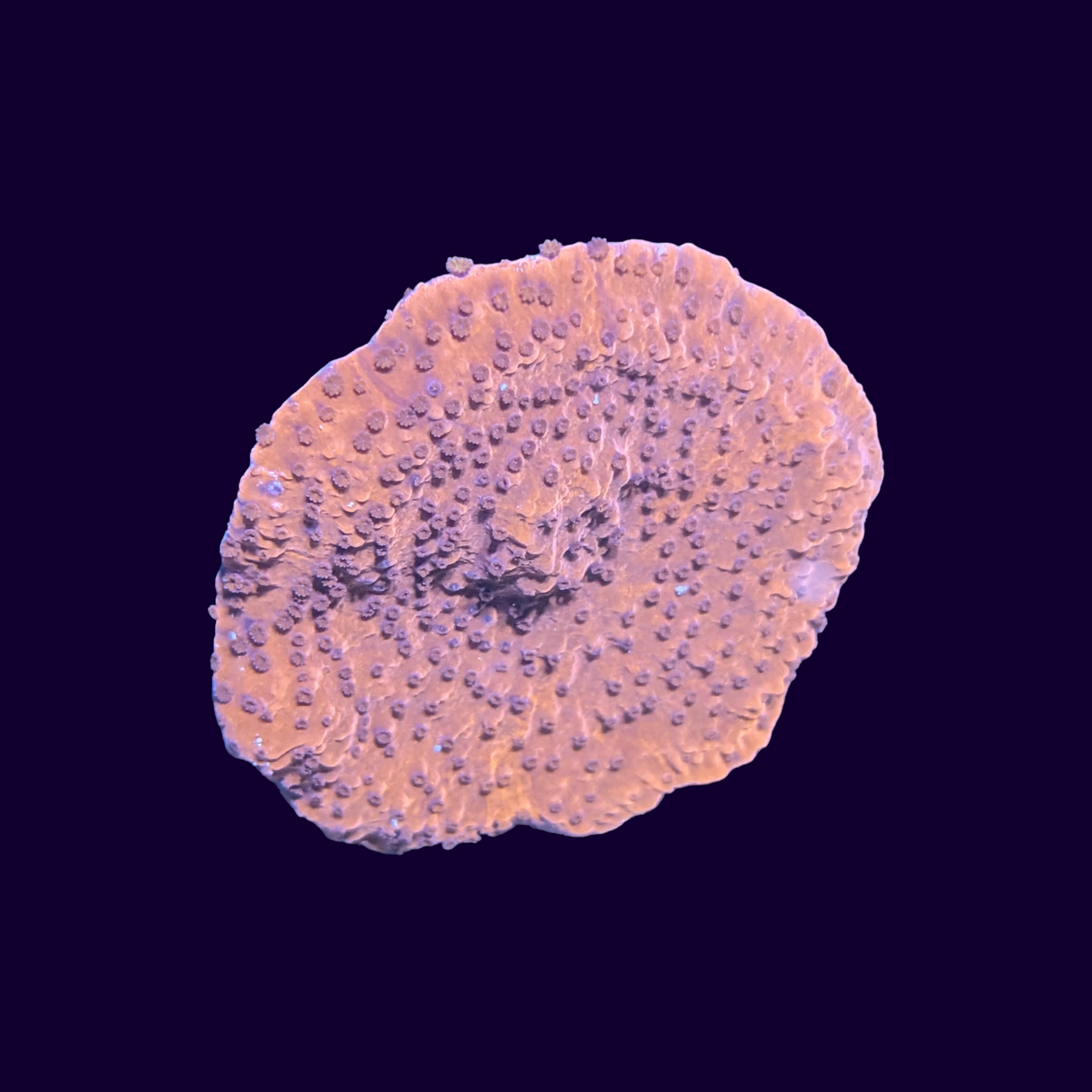 Red Montipora Frag Large