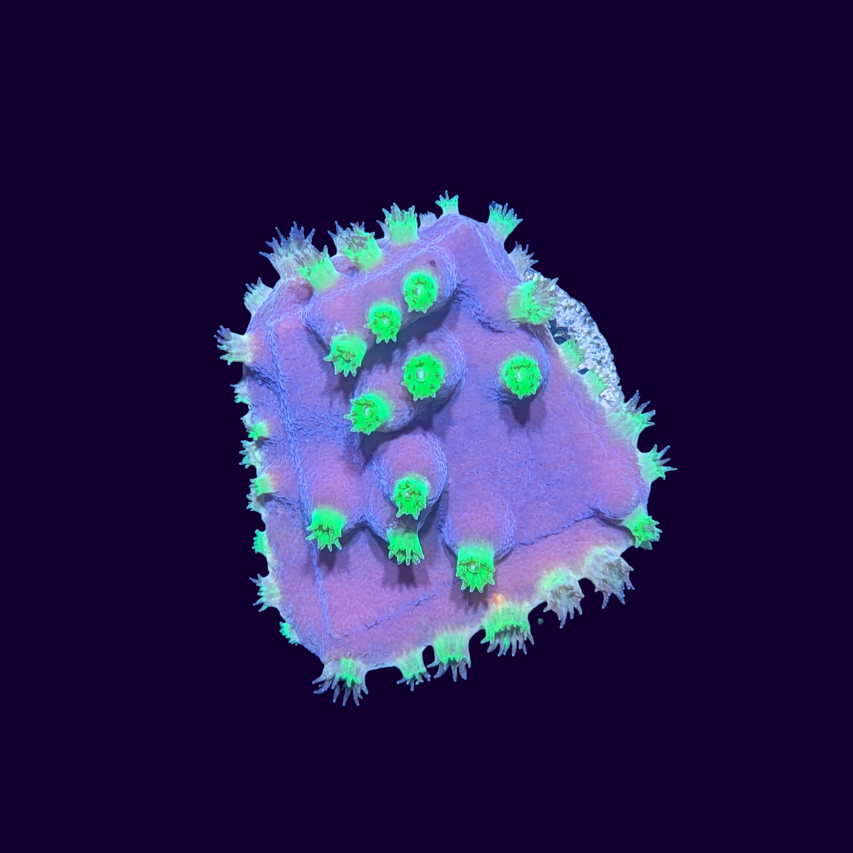 Yellow Cup Turbinaria