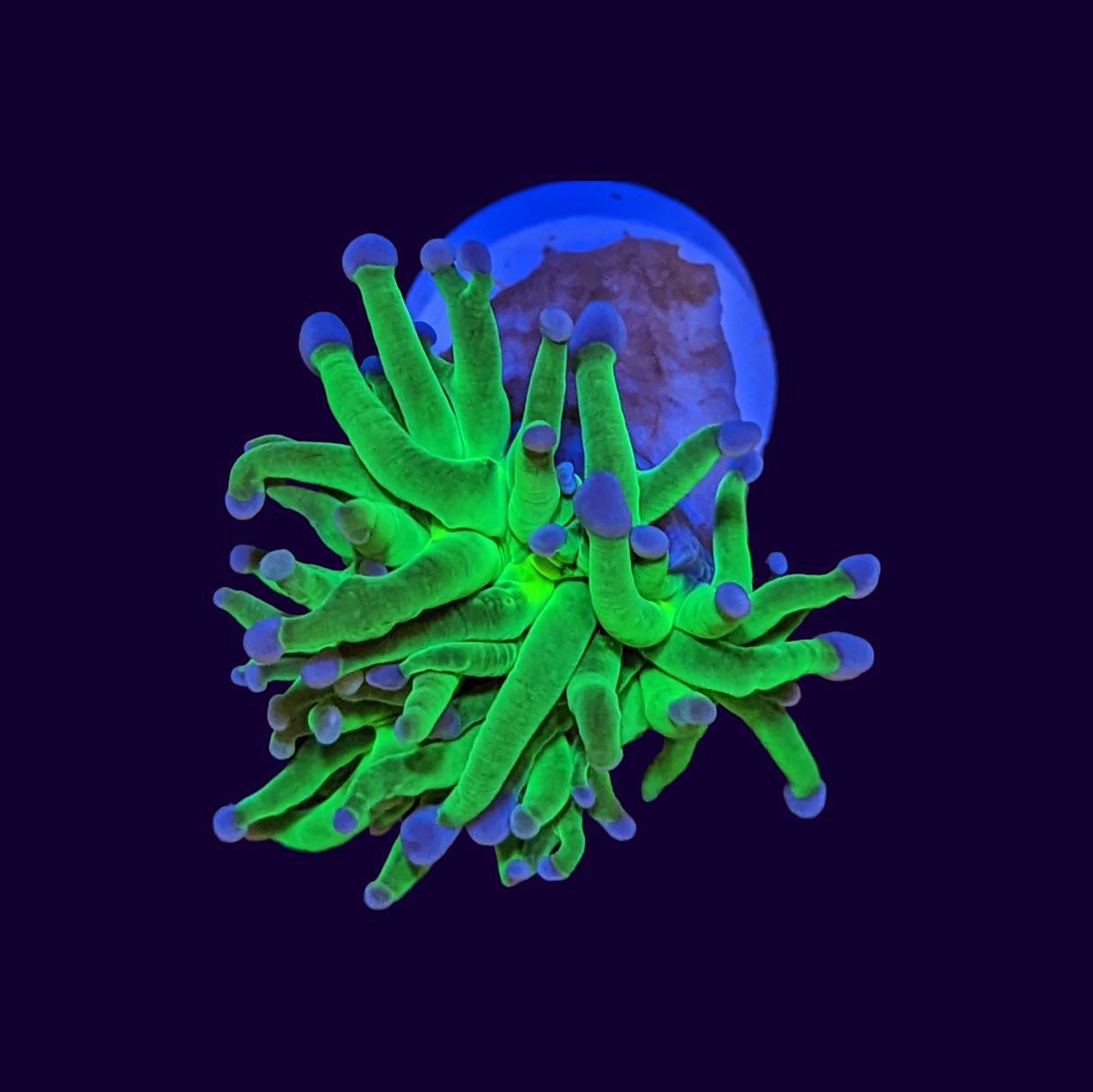 Blue Tipped Torch Frag