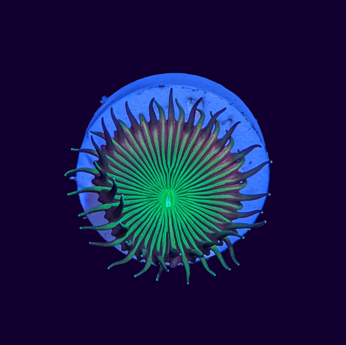 Nuclear Green Paly Frag