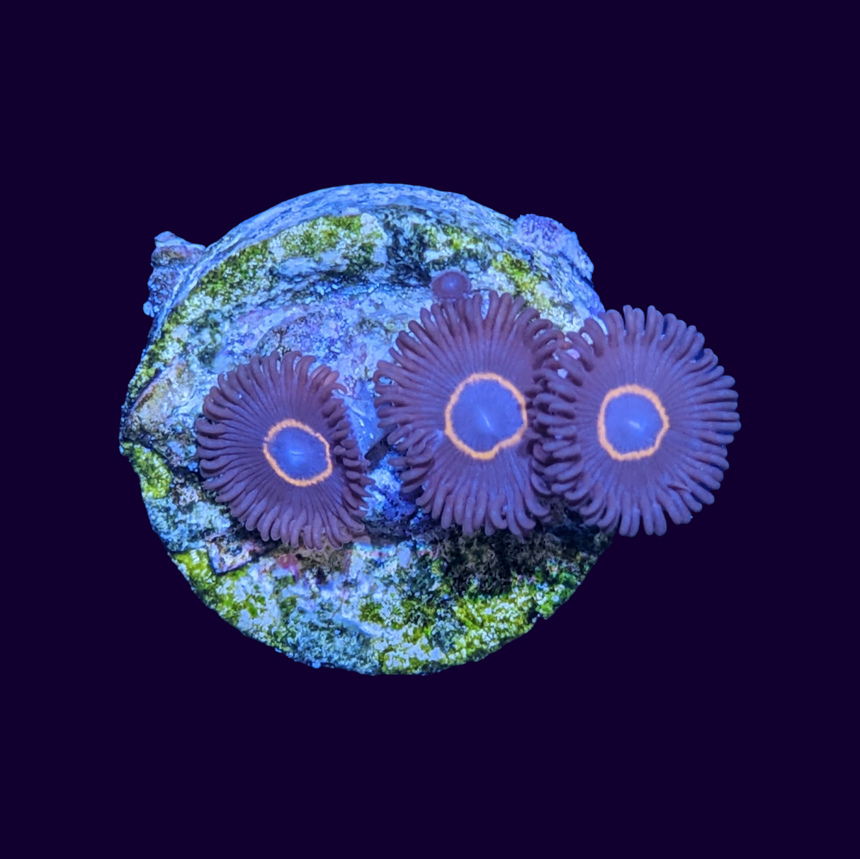 Bullseye Zoa Frag