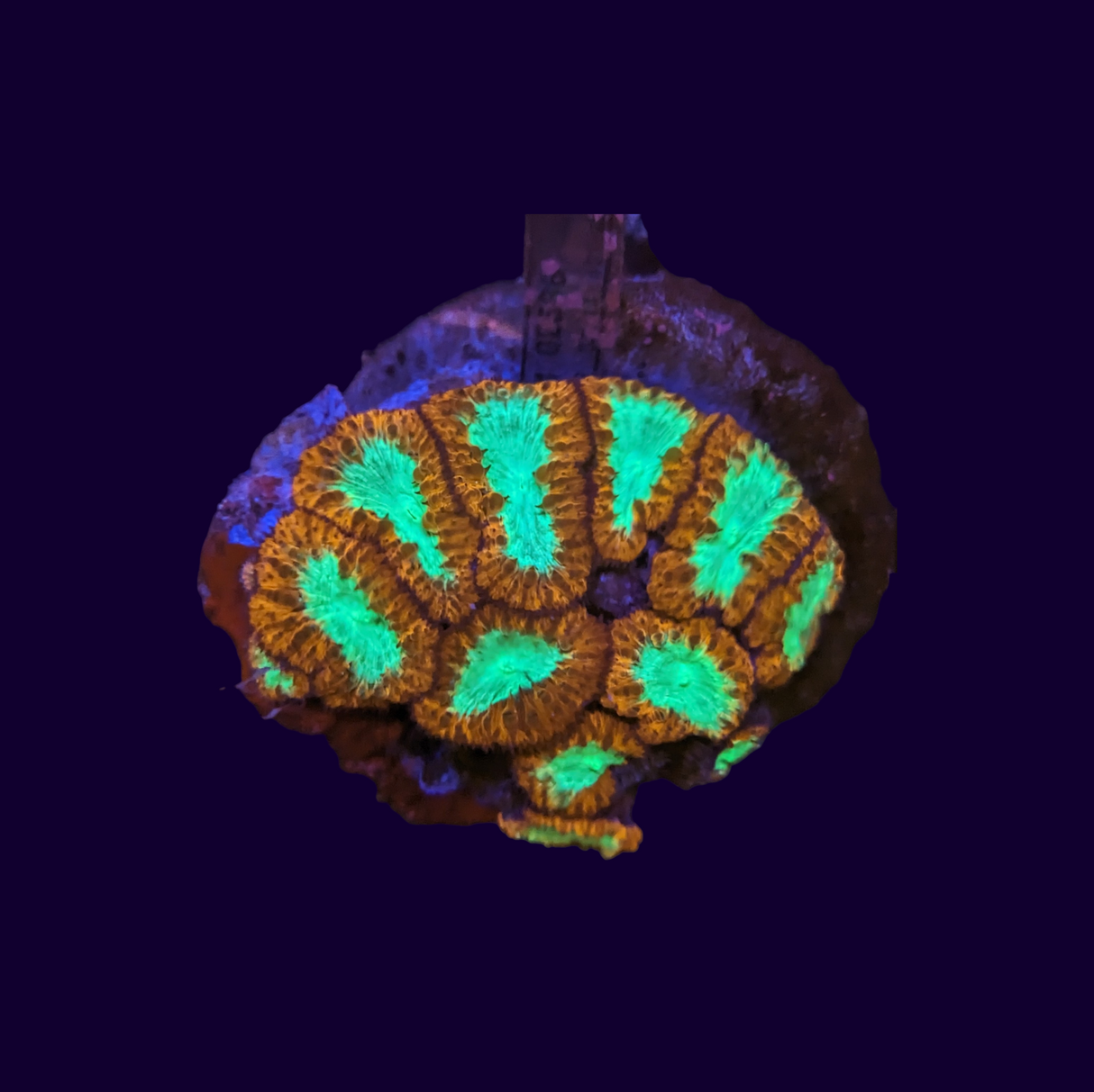 Blastomussa Colony (Collection Only)