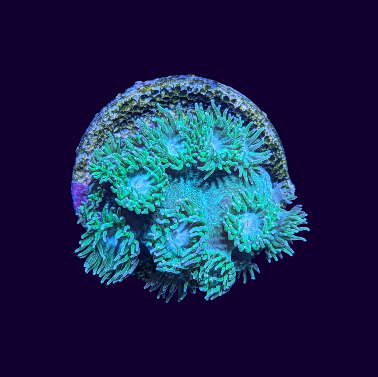 Green Turbinaria Peltata (Cup Coral)