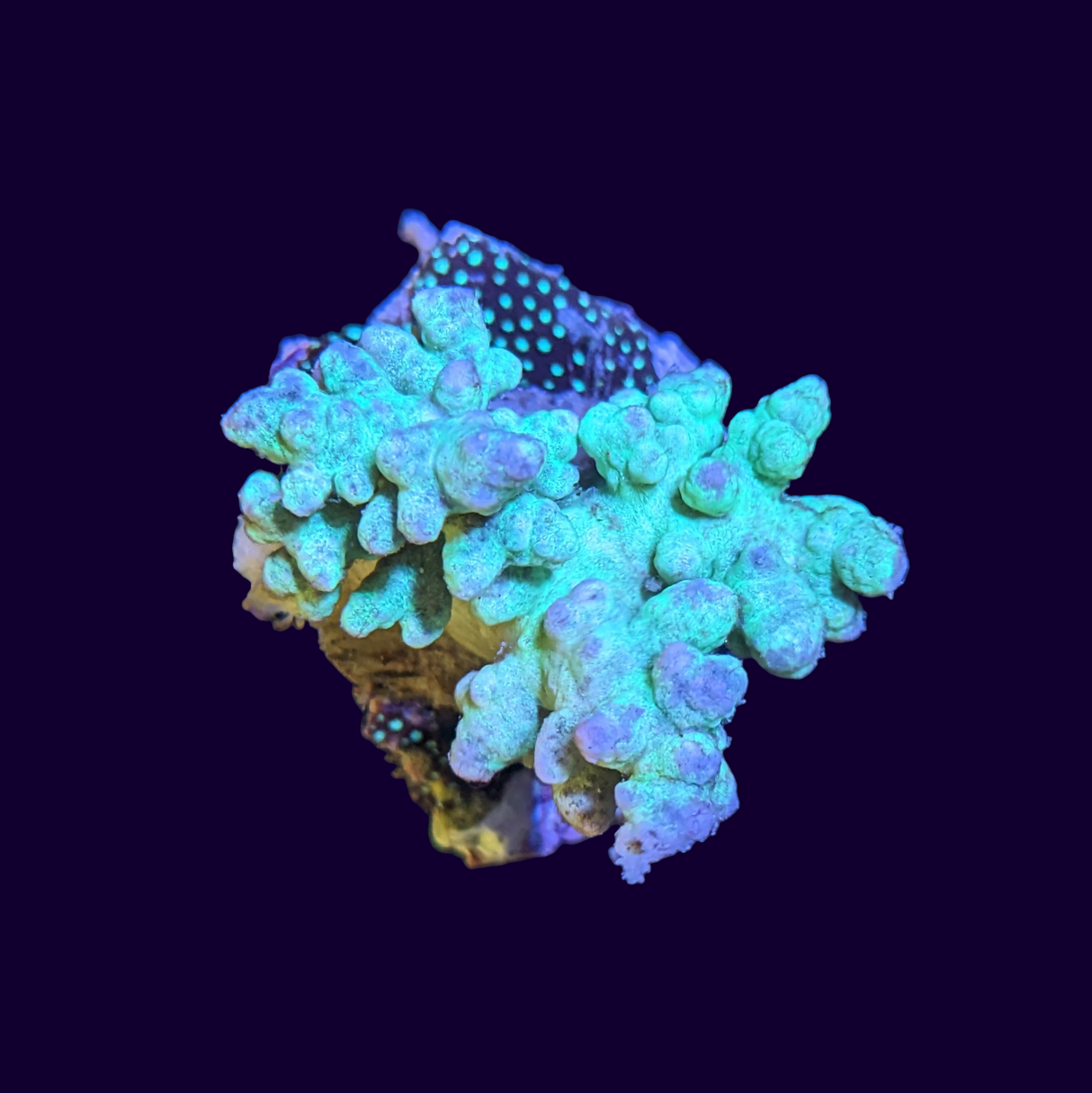 Green Sinularia Finger Leather