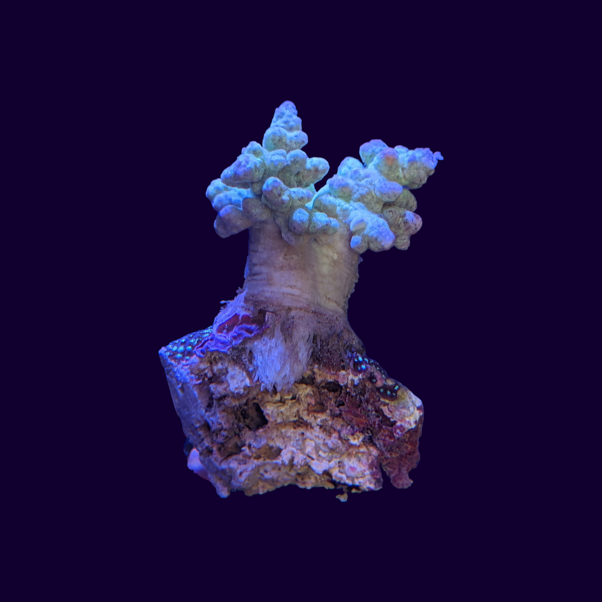 Green Sinularia Finger Leather