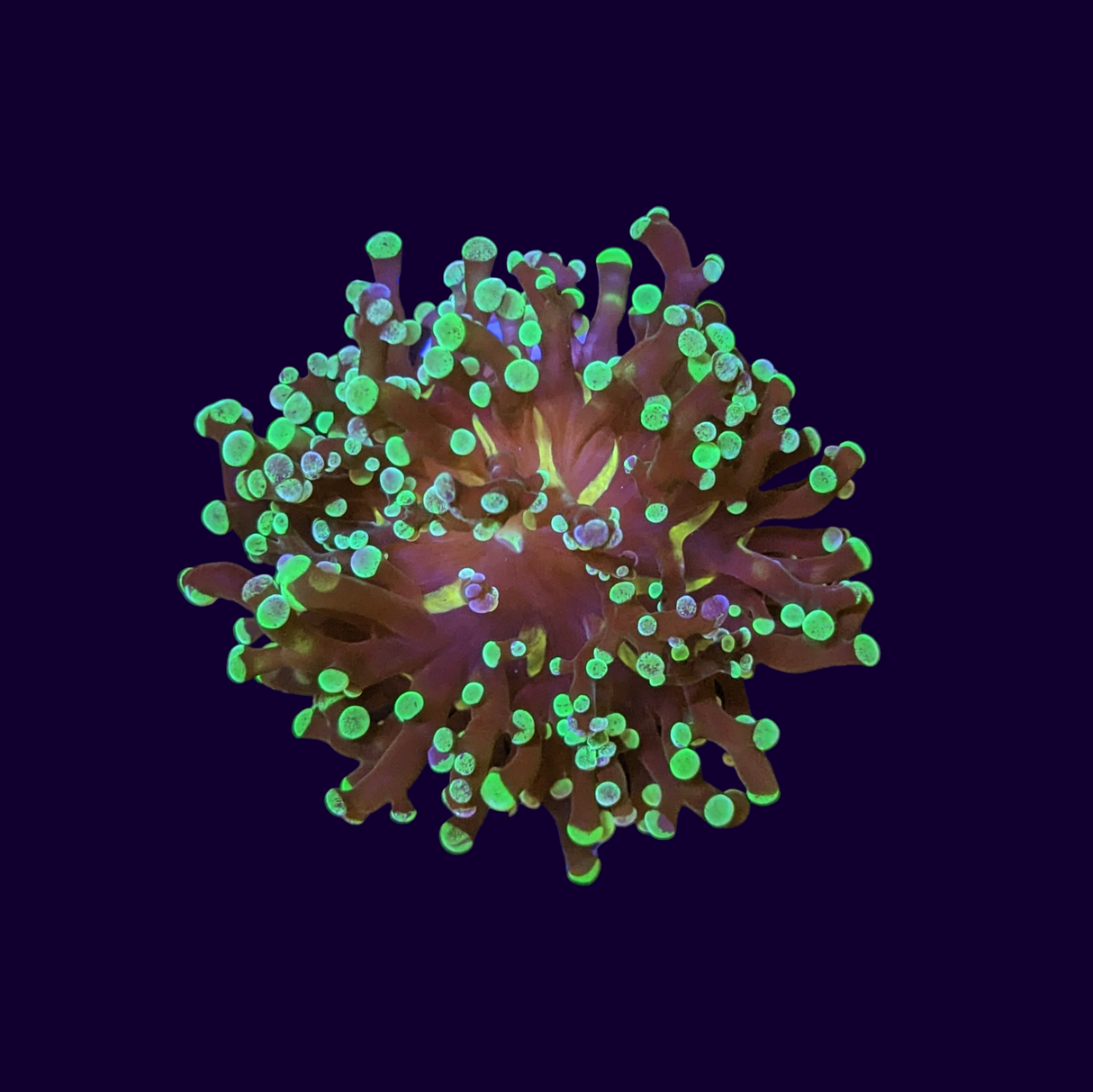 Single Head Purple & Green Frogspawn