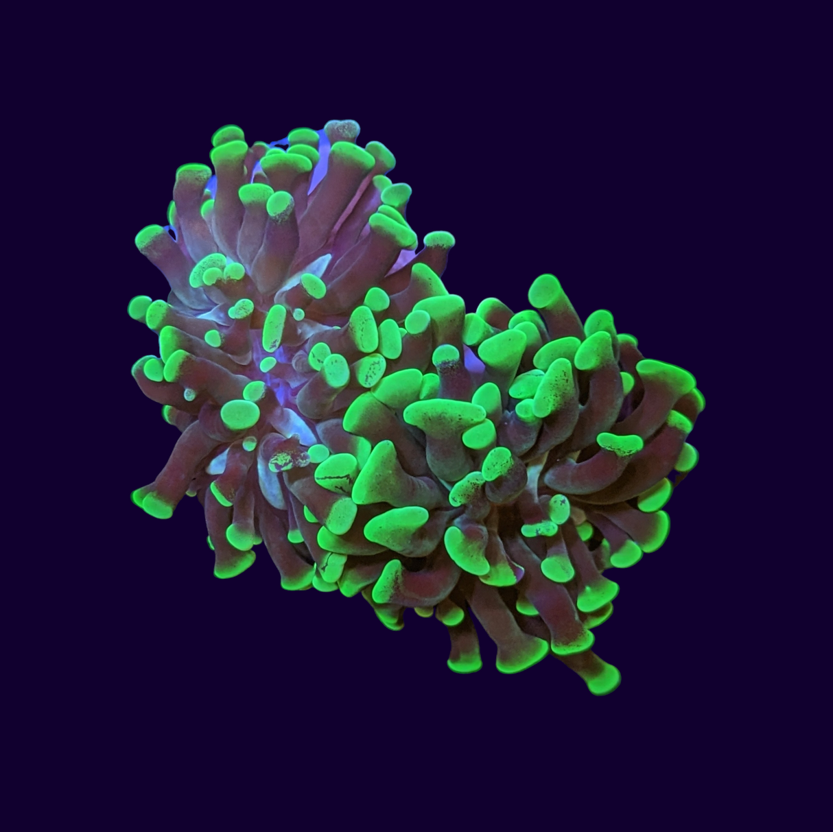 Double Head Neon Green Hammer Frag