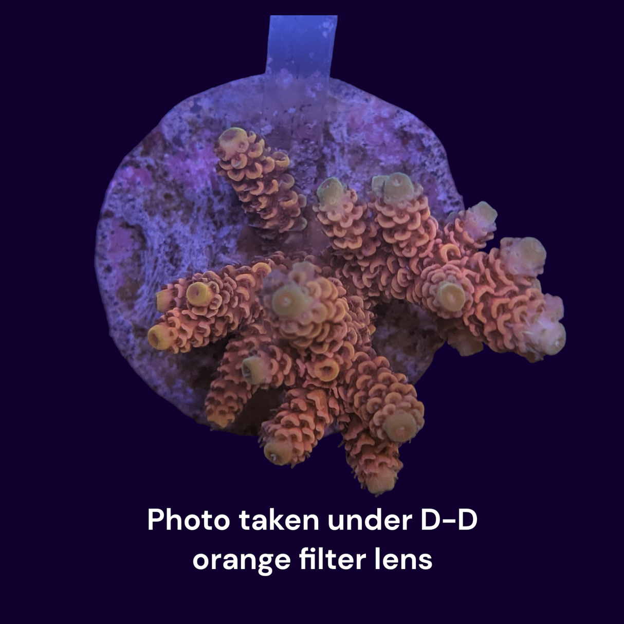 Acropora Mini Colony