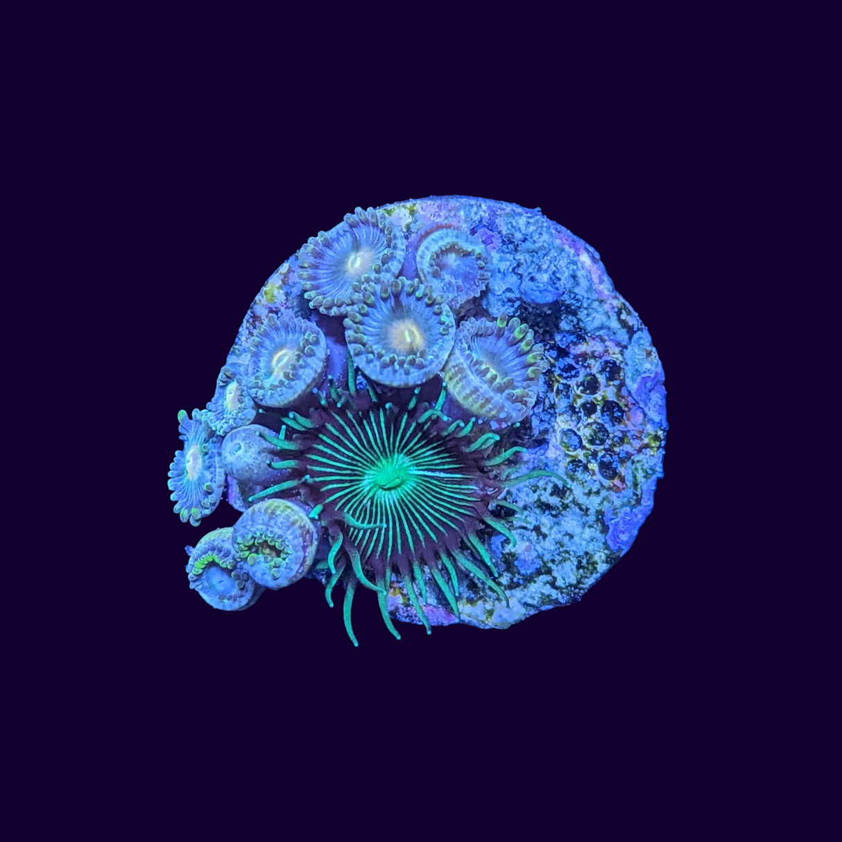 Paly and Zoa Mixed Frag