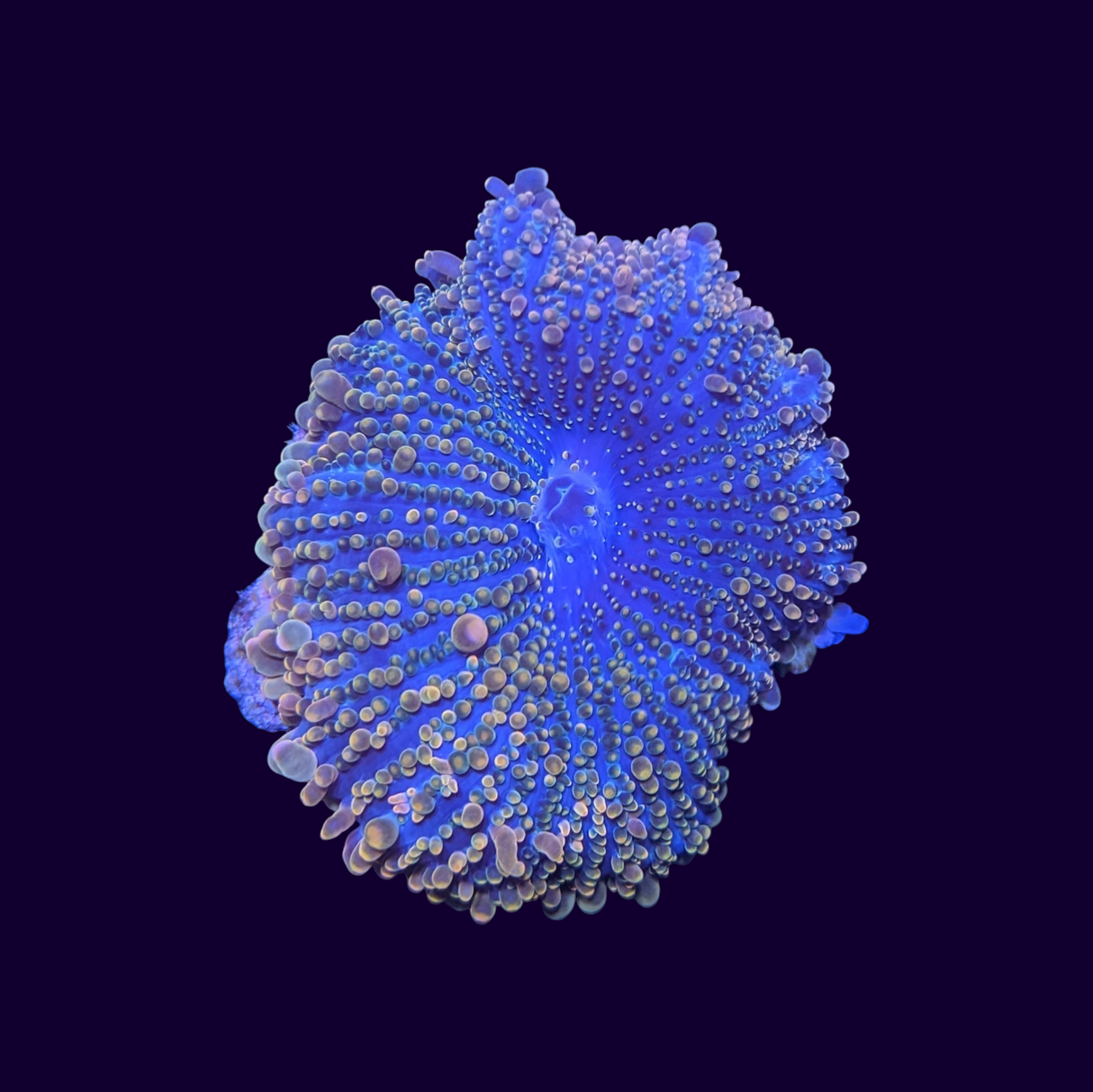 Orange Ricordea Yuma Mushroom