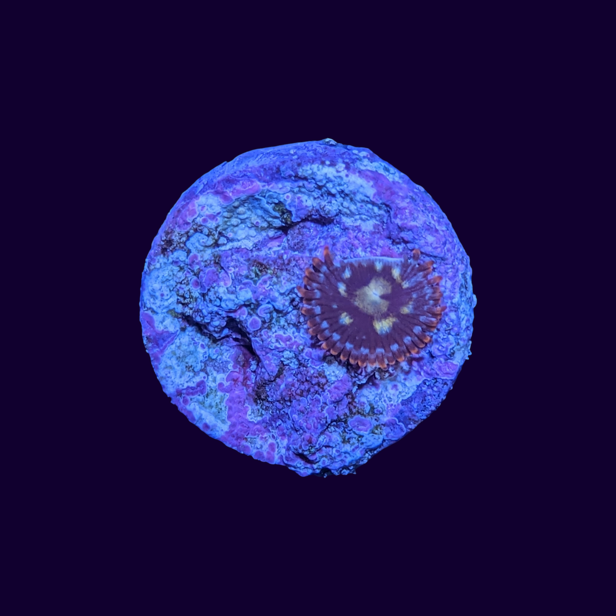 Zoa Frag