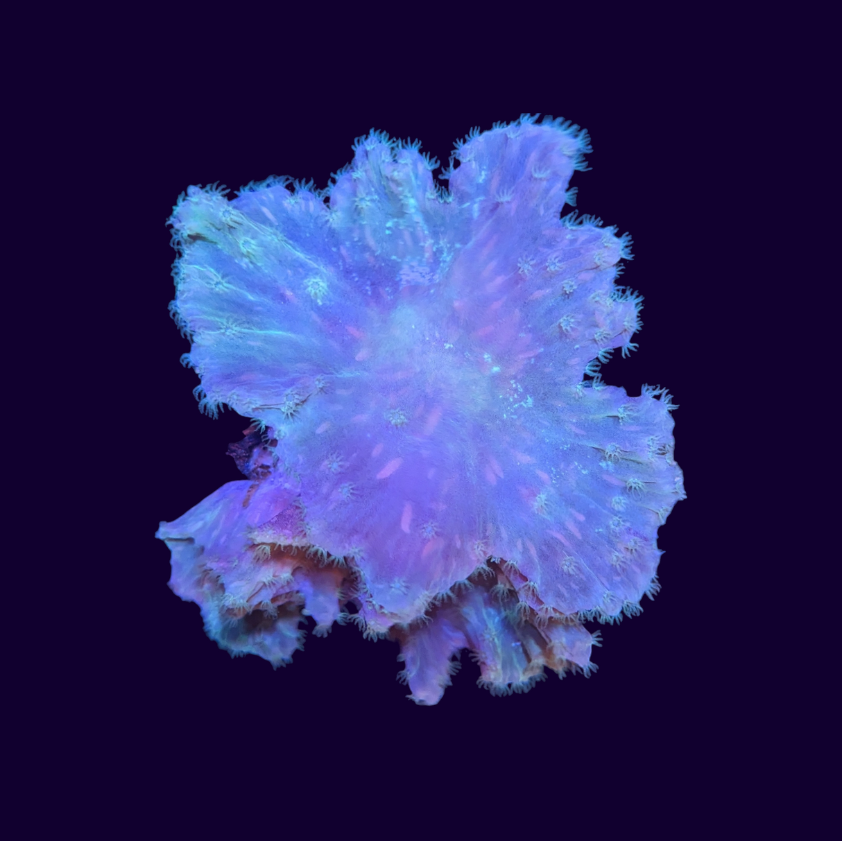 Green Cabbage Leather Coral