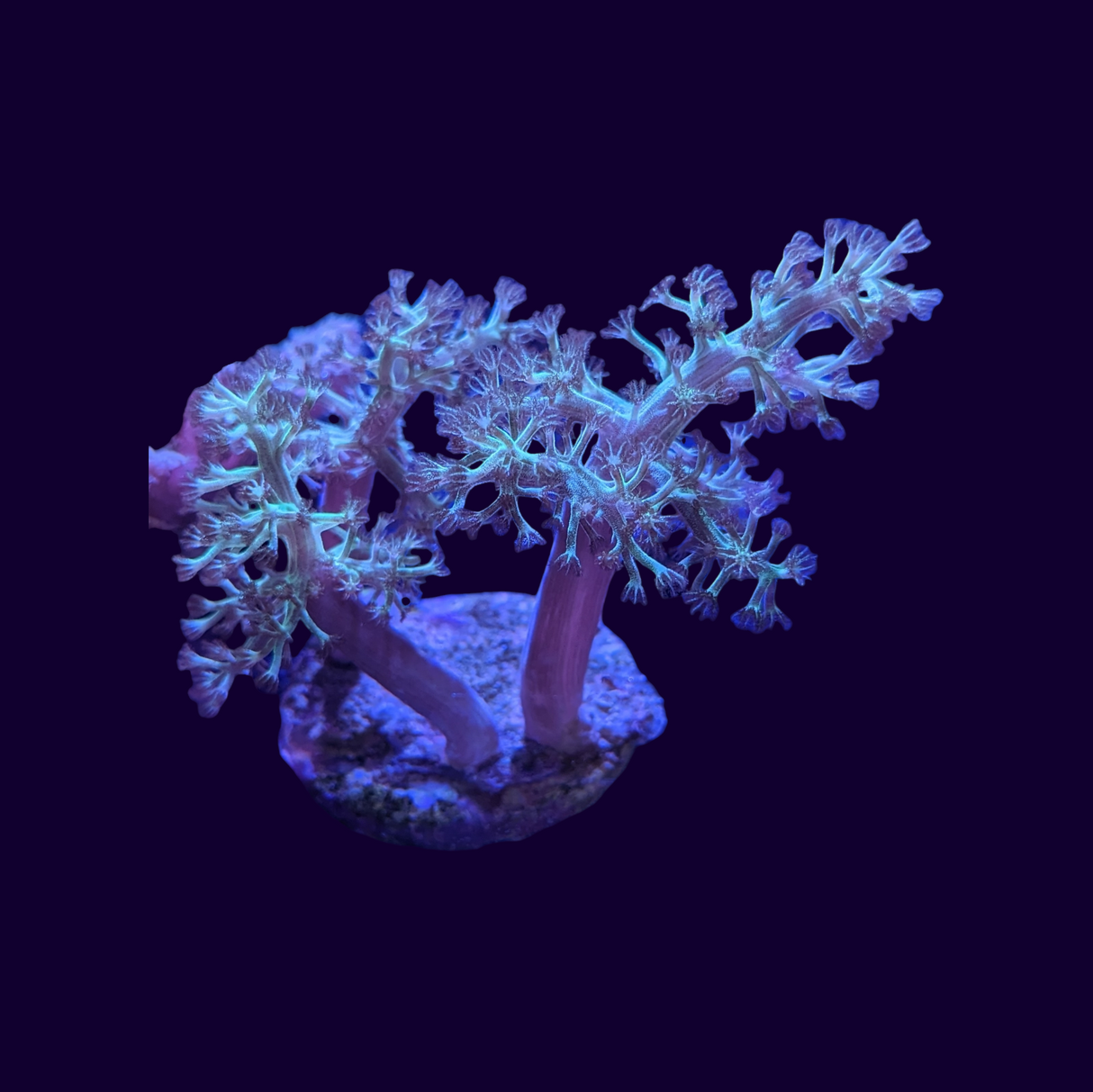 Neon Green Kenya Tree