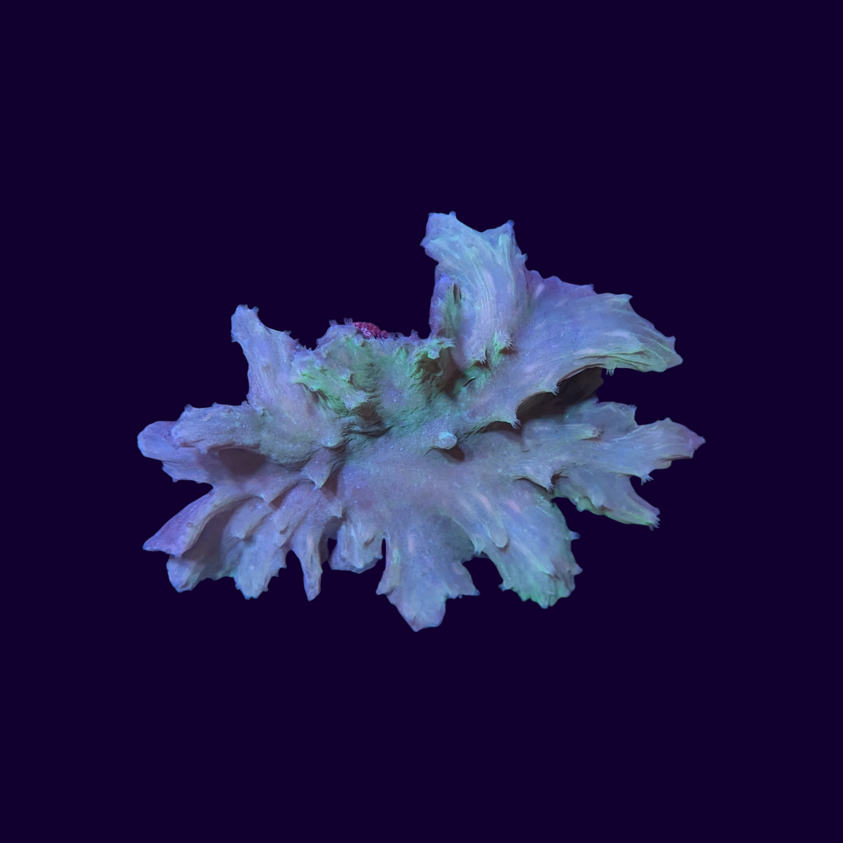 Green Cabbage Leather Coral