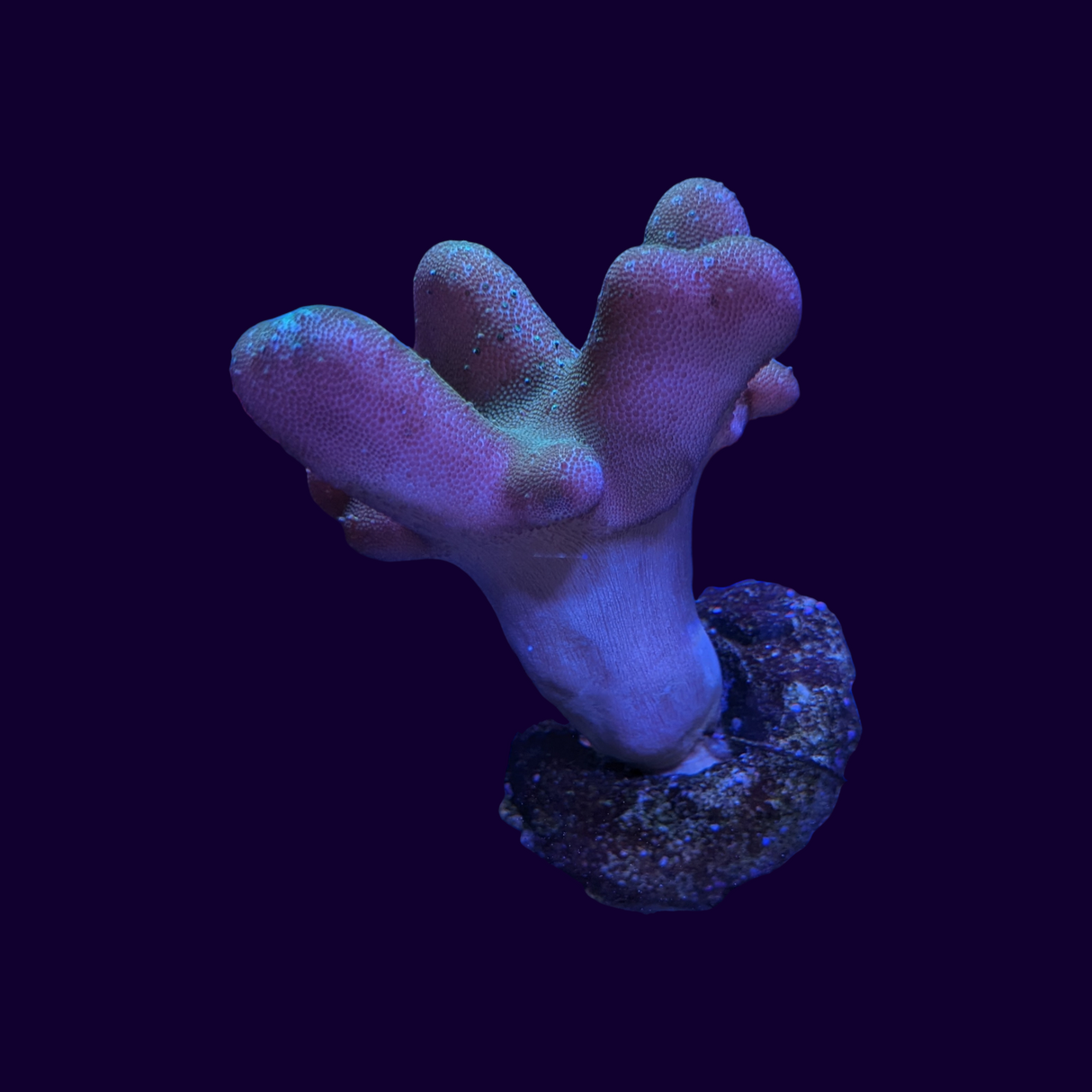 Lobophytum Leather Coral
