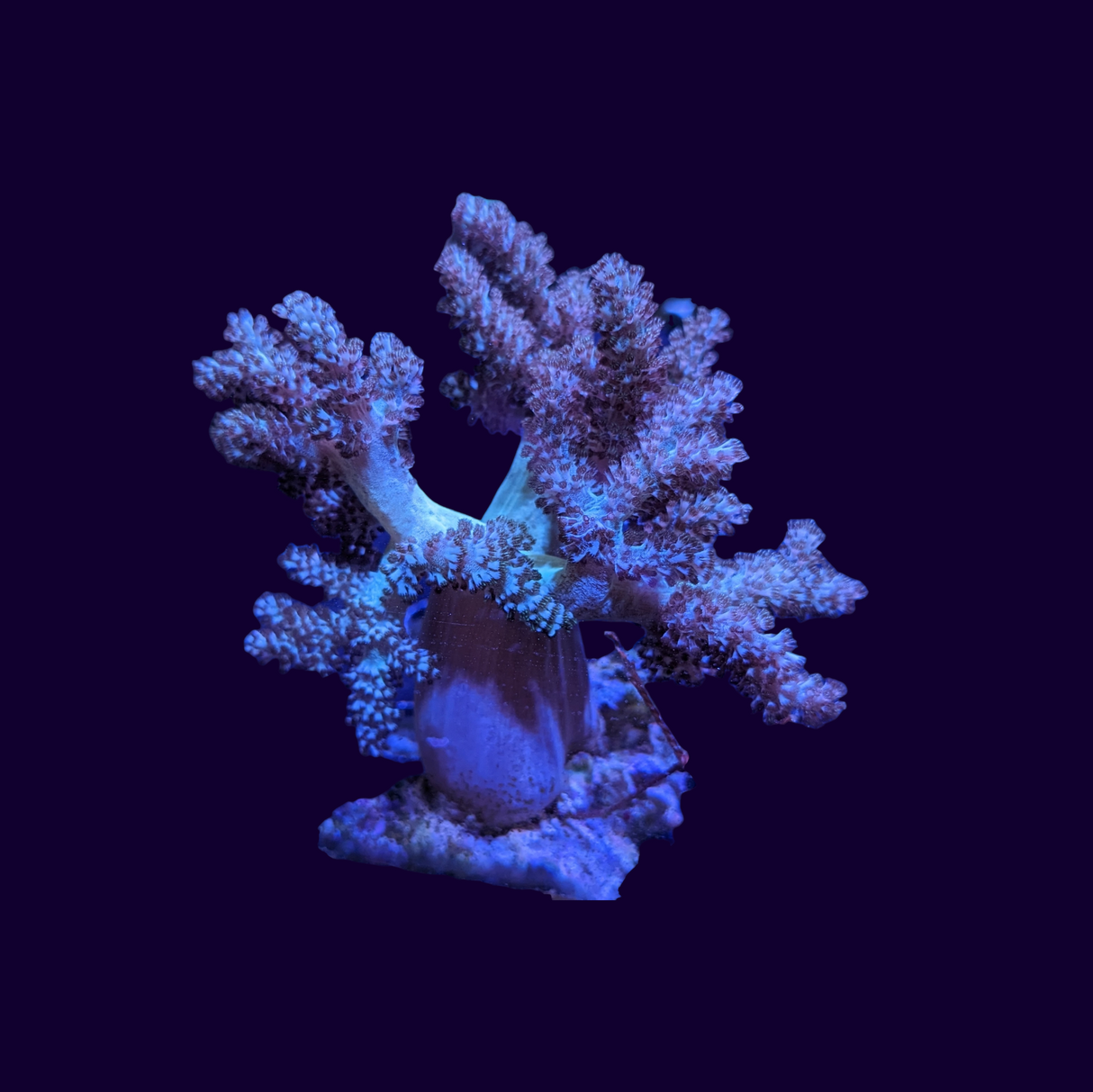 Bush Coral Asparagus