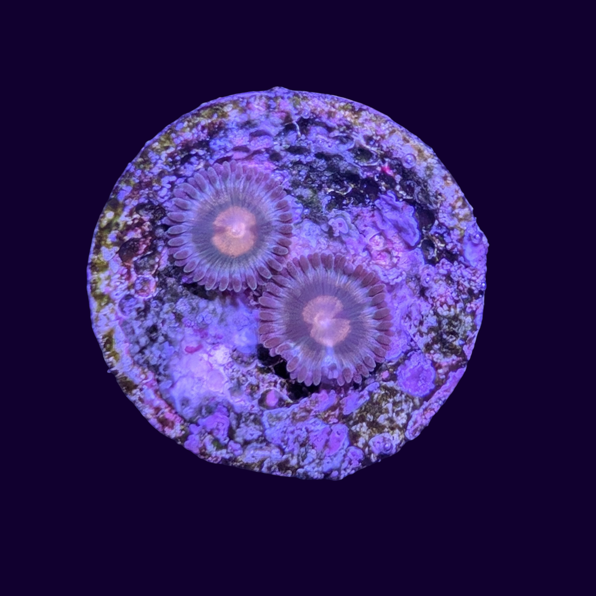 Zoa Frag