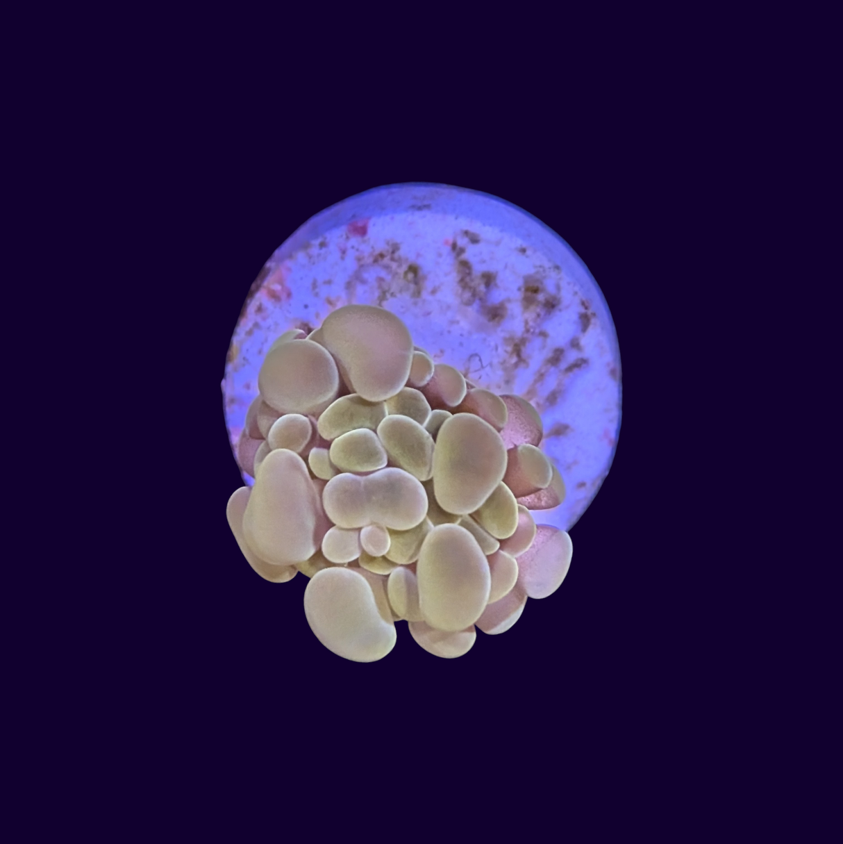 Hammer Gold - 1 Head