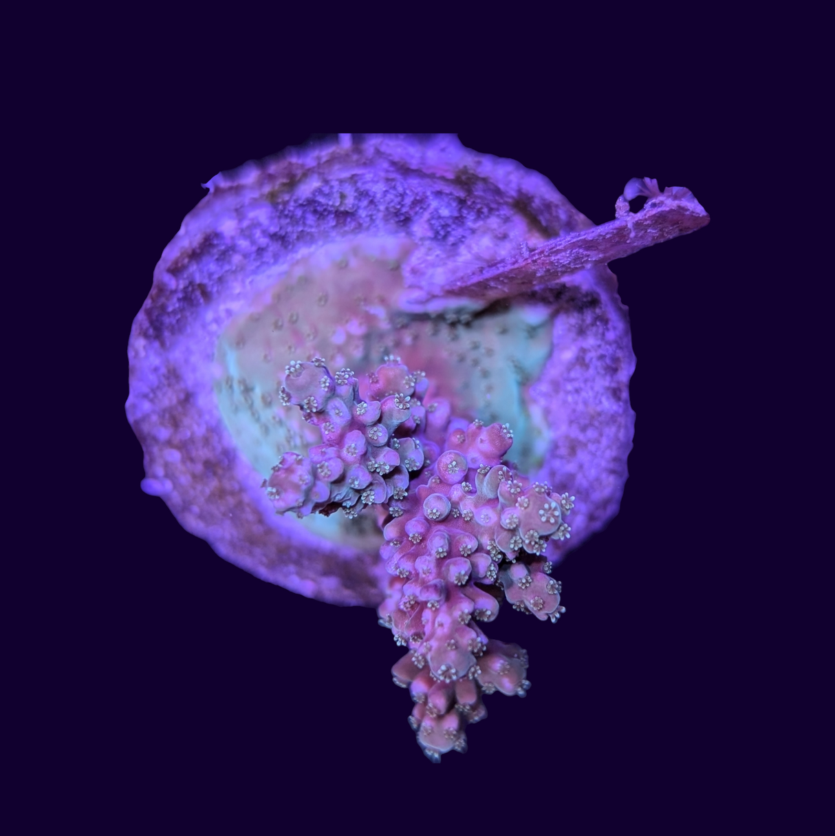 Acropora Mini Colony #3