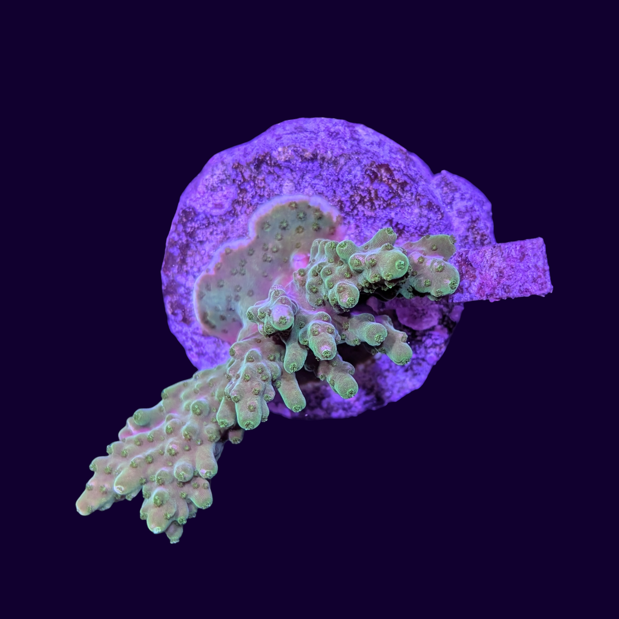 Acropora Mini Colony #1