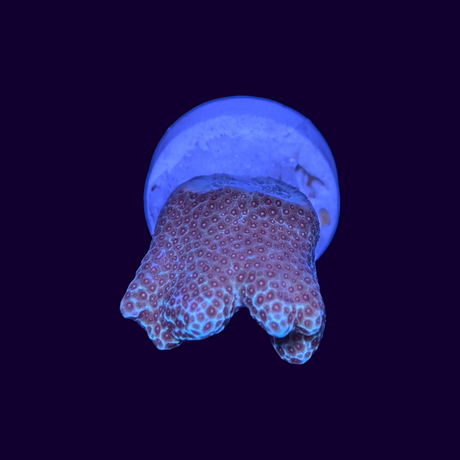 Hump Coral Frag