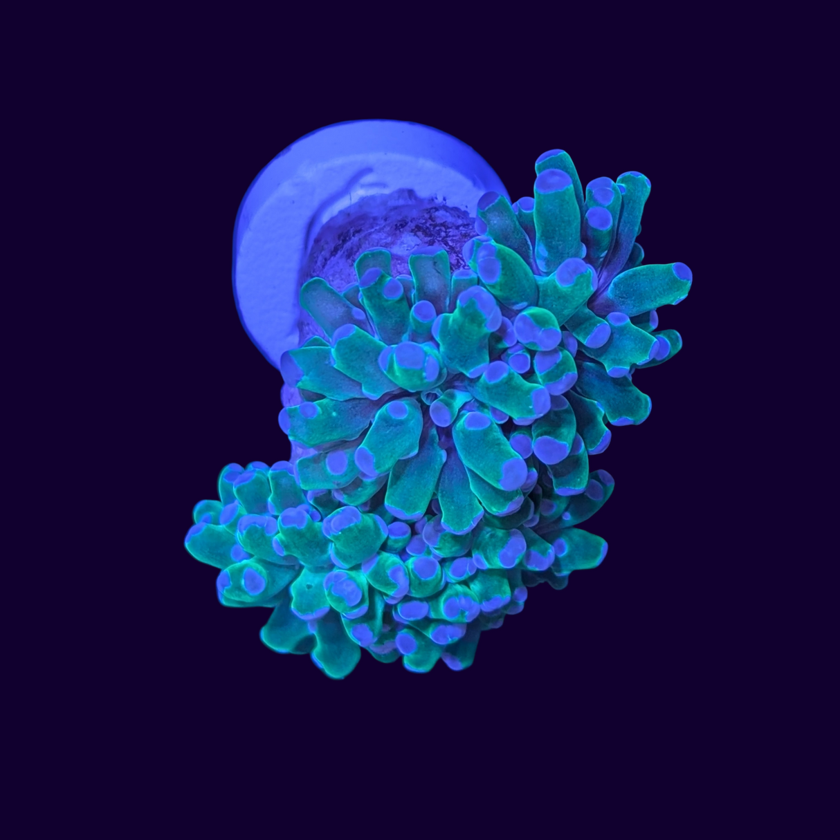Purple Tip Frogspawn - 2 Head